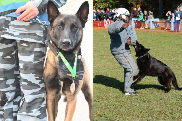 Служебные собаки СвЖД участвуют во всероссийских соревнованиях