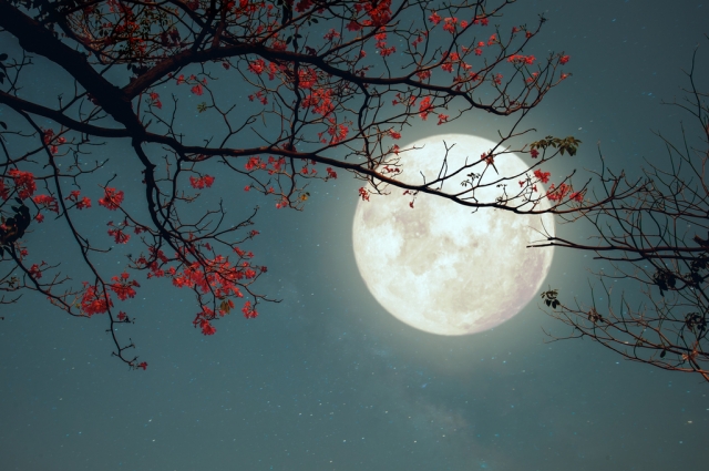 Полнолучние.