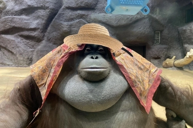 Орангутанг Лола.