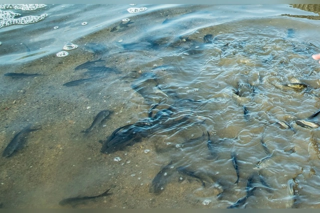 Газпром добыча Оренбург