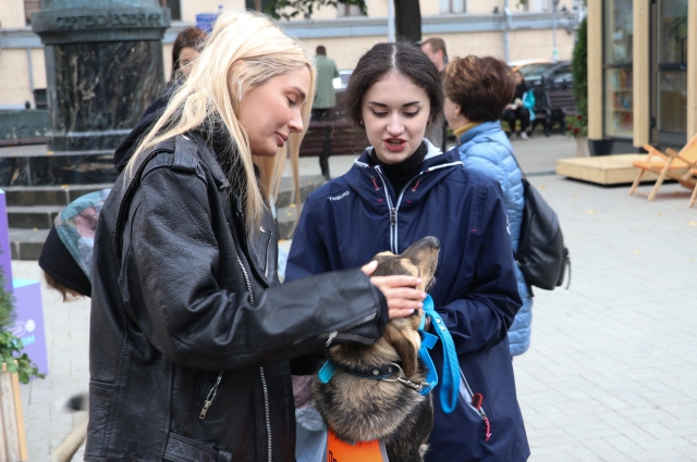 Благотворительная акция по устройству бездомных кошек и собак «В добрые руки» на Тверском бульваре.