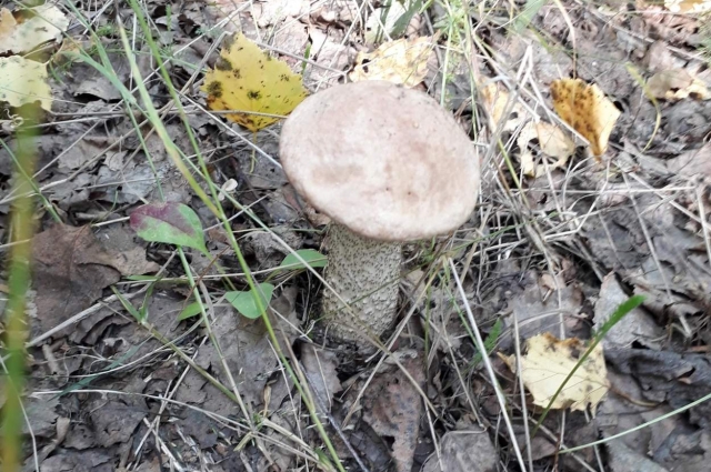 Подберёзовики и обабки - самые распространённые грибы в России.