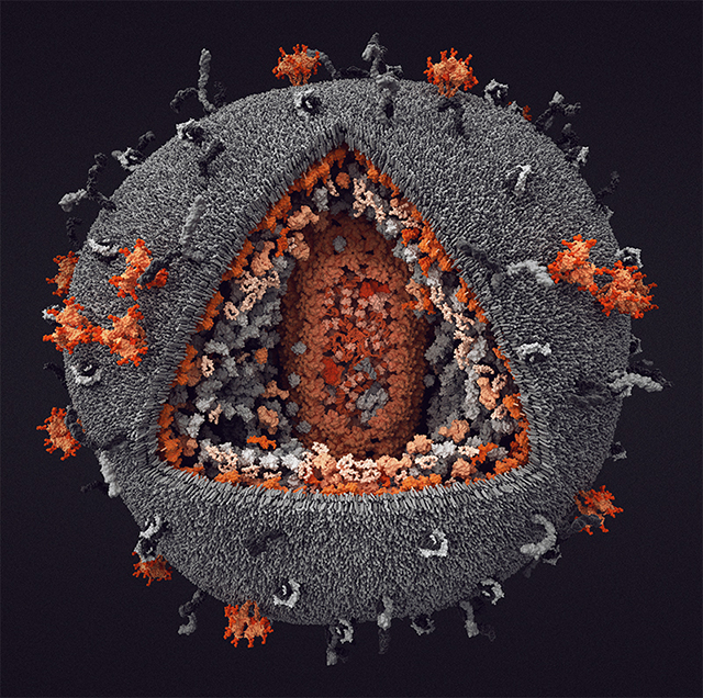 Модель вируса иммунодефицита человека