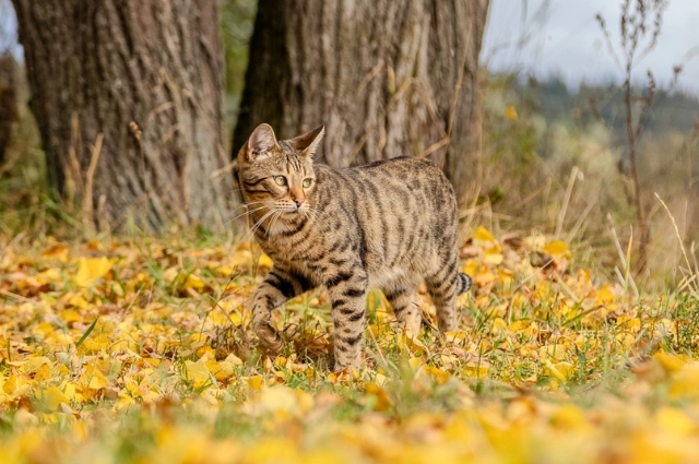 Посуда пасью – бес нагадит. В селе Роща знакомят с бытованием старообрядцев