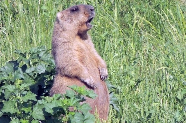 Этот пушистый предсказатель погоды скоро проснётся.