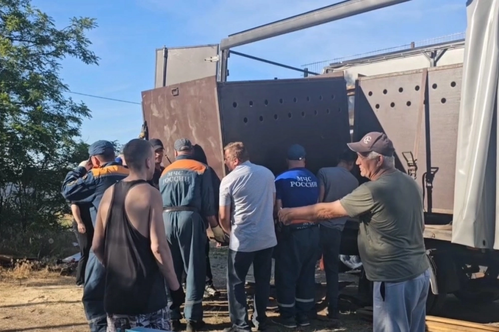 Во время поездки медведям проветривали фуру.