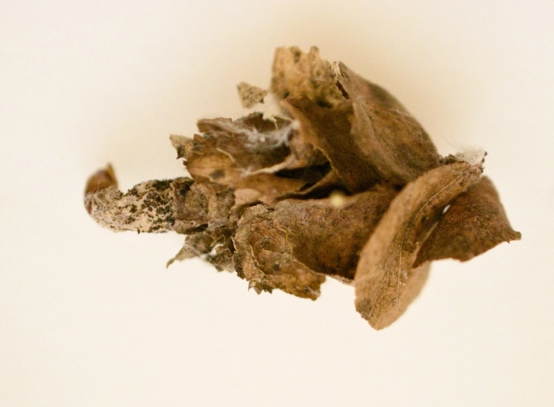 Чехлик гусеницы бабочки Palaeoacanthopsyche.