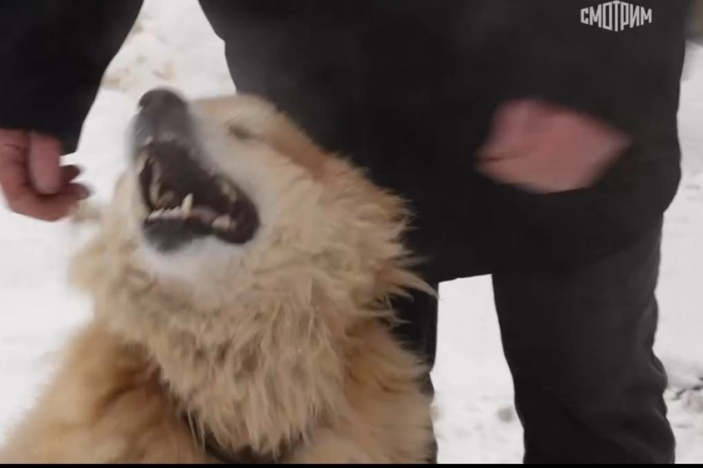 Собака Анатолия.