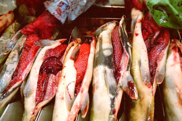 Извлечение икры лососевых рыб на рыбзаводе на острове Итуруп.