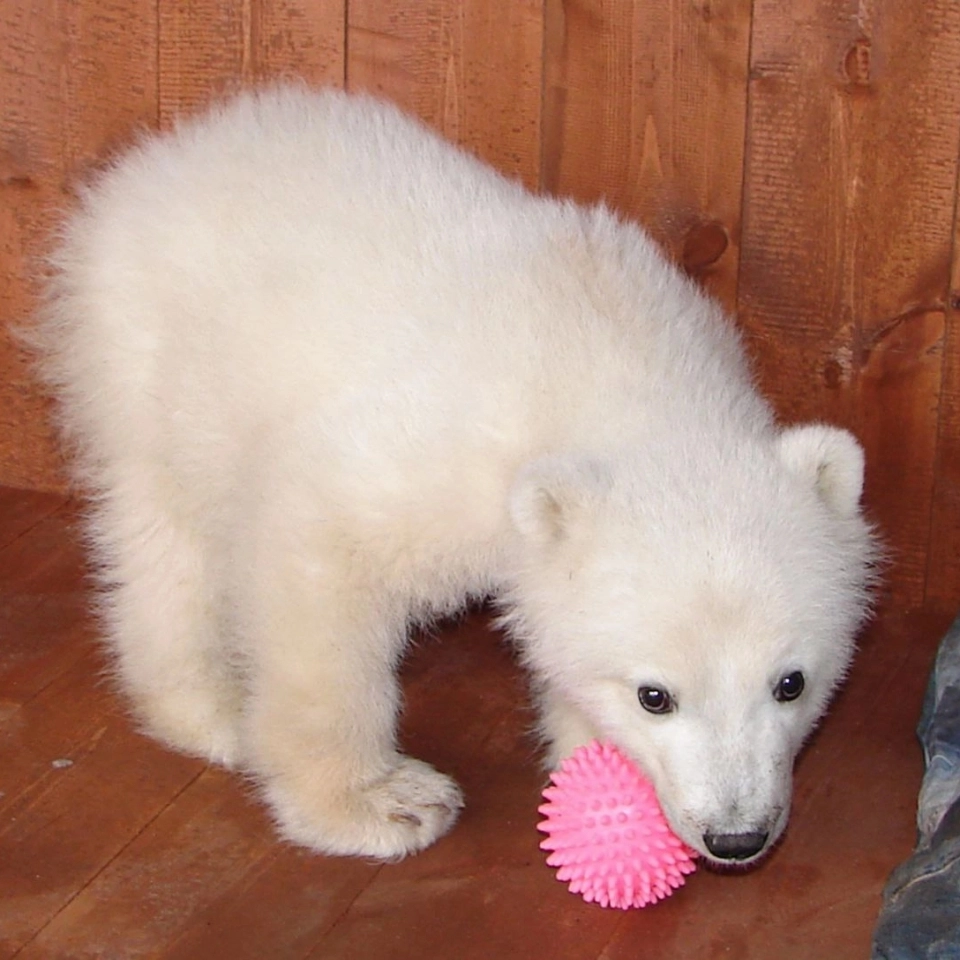 Колыману обнаружили в  во льдах Восточно-Сибирского моря в Нижнеколымском районе