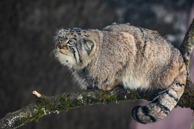 Манул Борис о чём-то размечтался