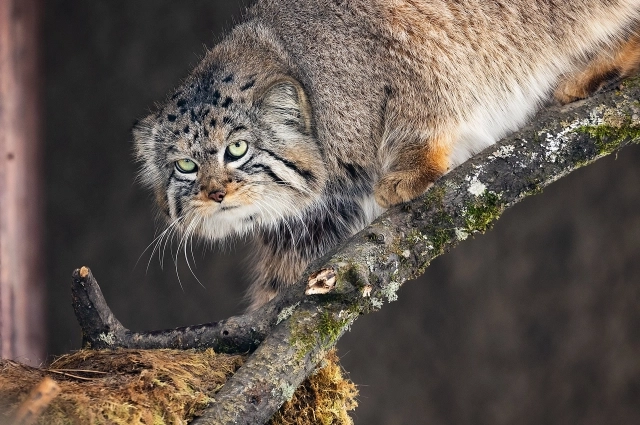 Манул Борис грациозен и в меру упитан. Дикому коту уже ищёт подругу