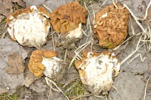 Строчок гигантский.