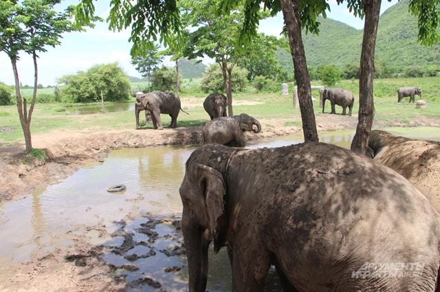 Слоны, Таиланд