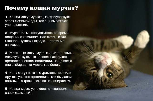 Котофакты. Почему кошки мурчат? | ОБЩЕСТВО | АиФ Урал