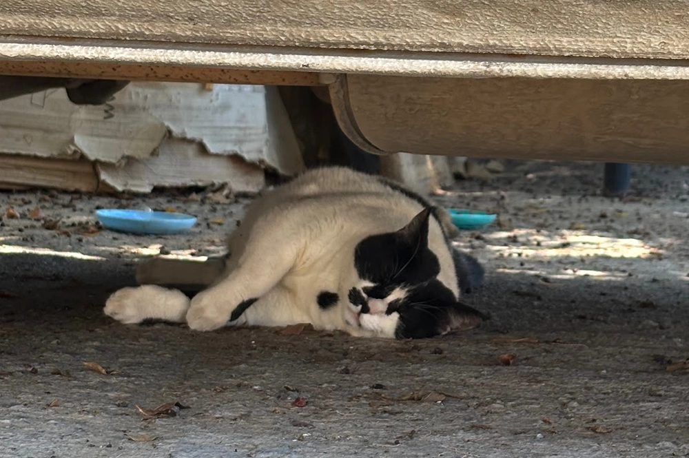 Кот Чонкус.