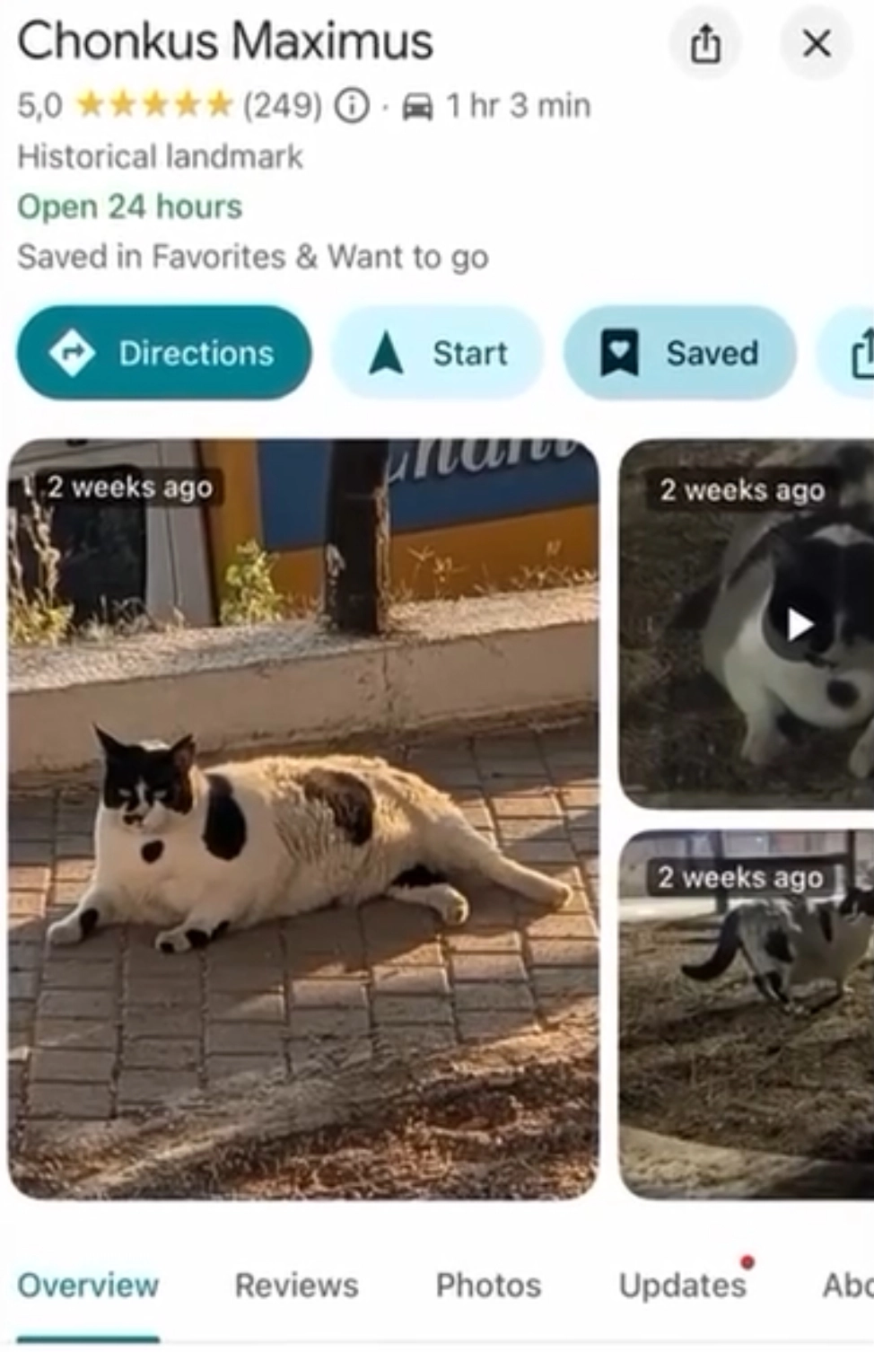 Кот Чонкус.