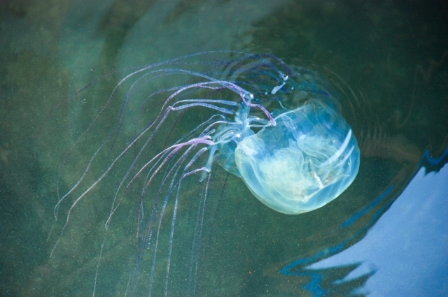 Кубомедуза.