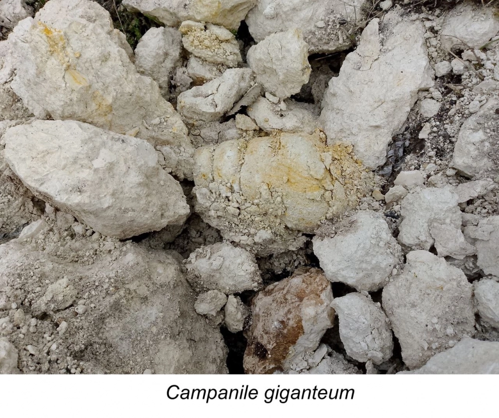 Campanile giganteum - крупная морская улитка семейства Campanilidae.