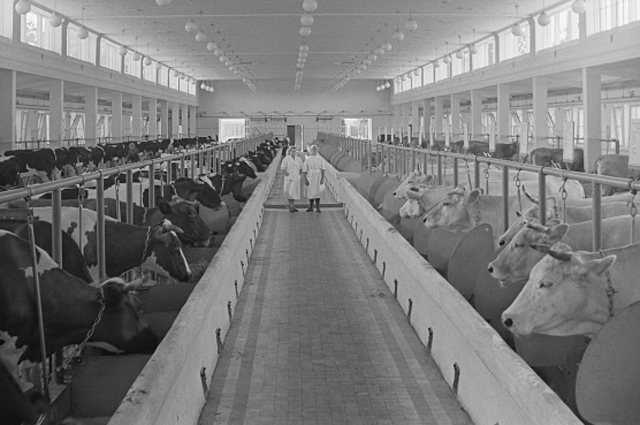 Один из коровников на Всесоюзной сельскохозяйственной выставке (ВВЦ) в Москве. 1954 год