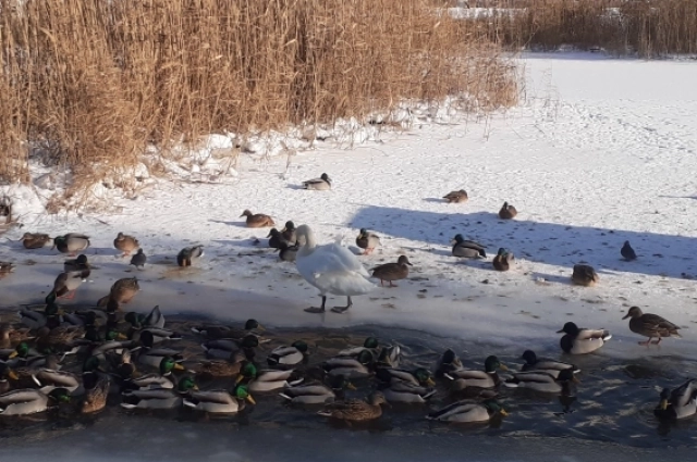Даже в канун гибели птица была активна, чистила перо, питалась.
