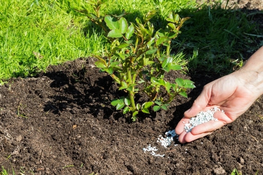 Если при посадке в яму внесли достаточное количество удобрений, в первый год дополнительное питание не требуется. Далее схема постепенно усложняется.