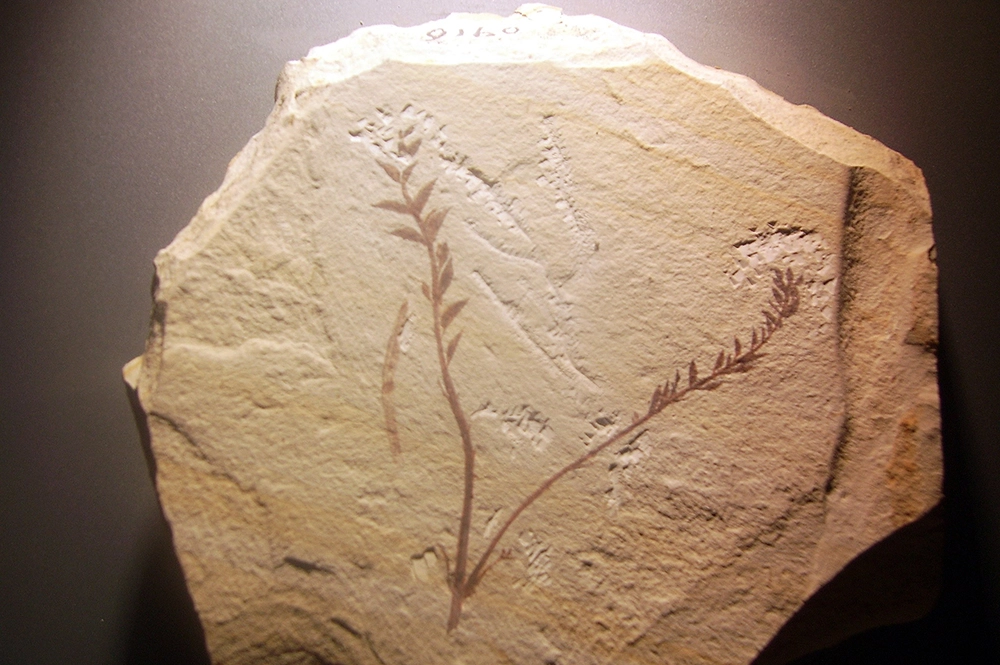Archaefructus — одно из древнейших известных цветковых растений (ранний мел, около 125 млн лет назад)