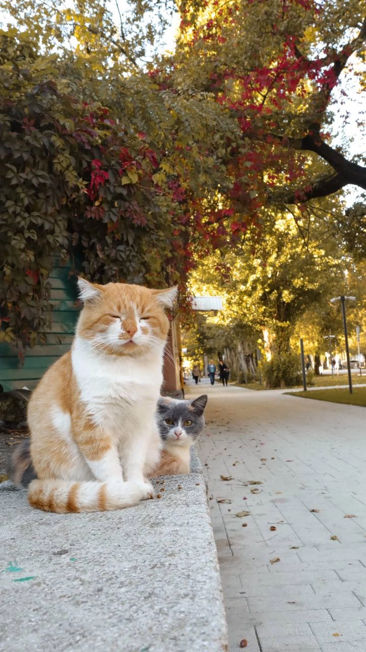 Кот Батон чиллит с другом.