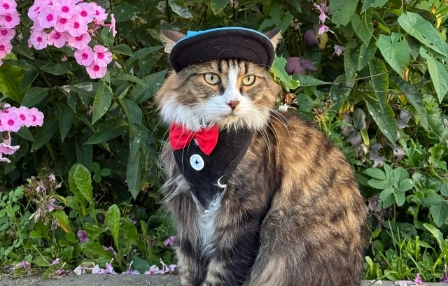 Кота видят в самых разных нарядах.