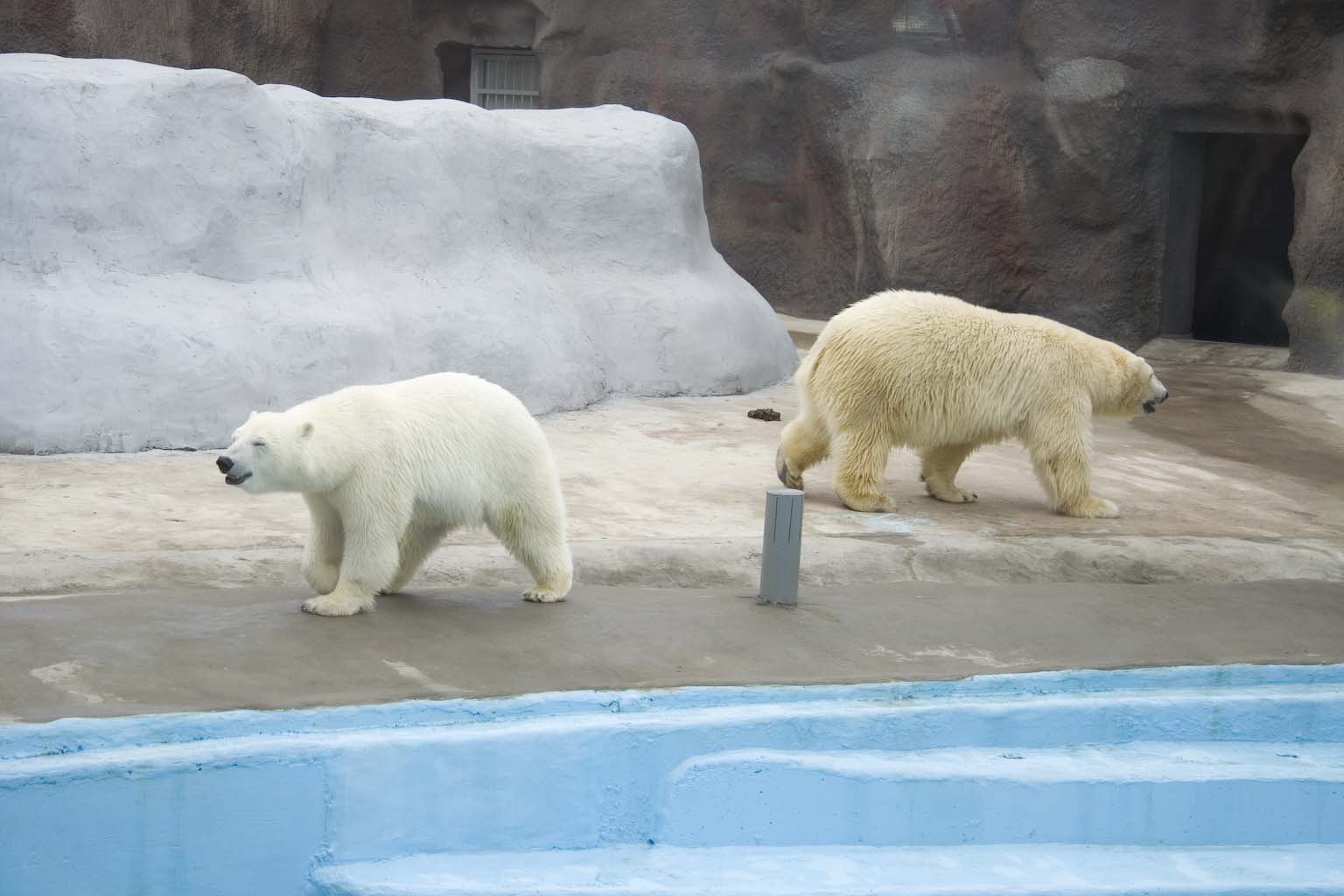 зоопарк челябинск зимой