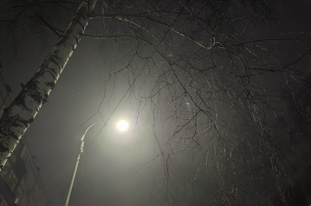 Ледяные ветки березы мерцают в тумане