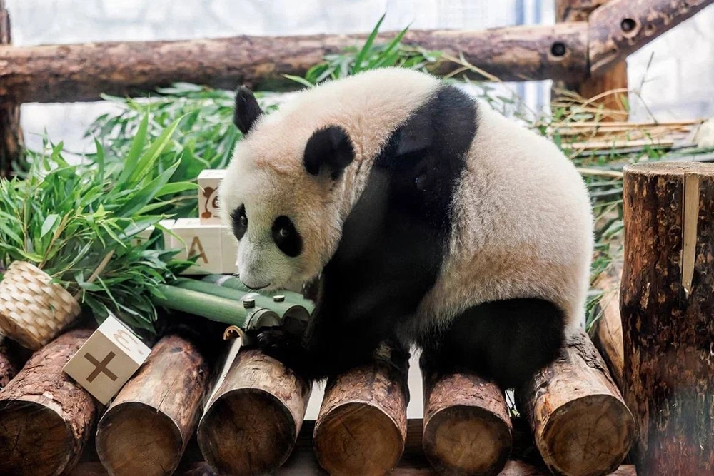 Панда Катюша.