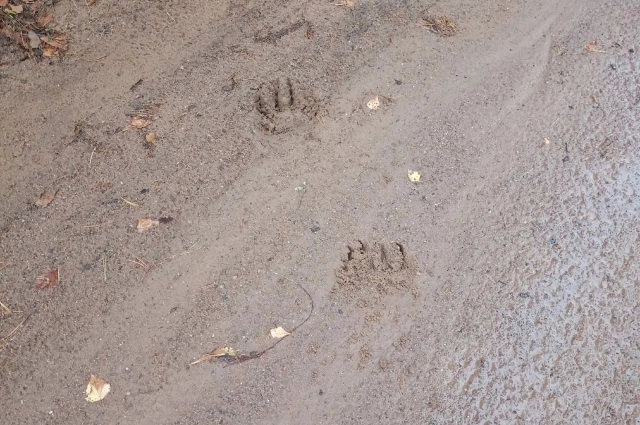 На следующий день медведица вернулась с медвежатами.