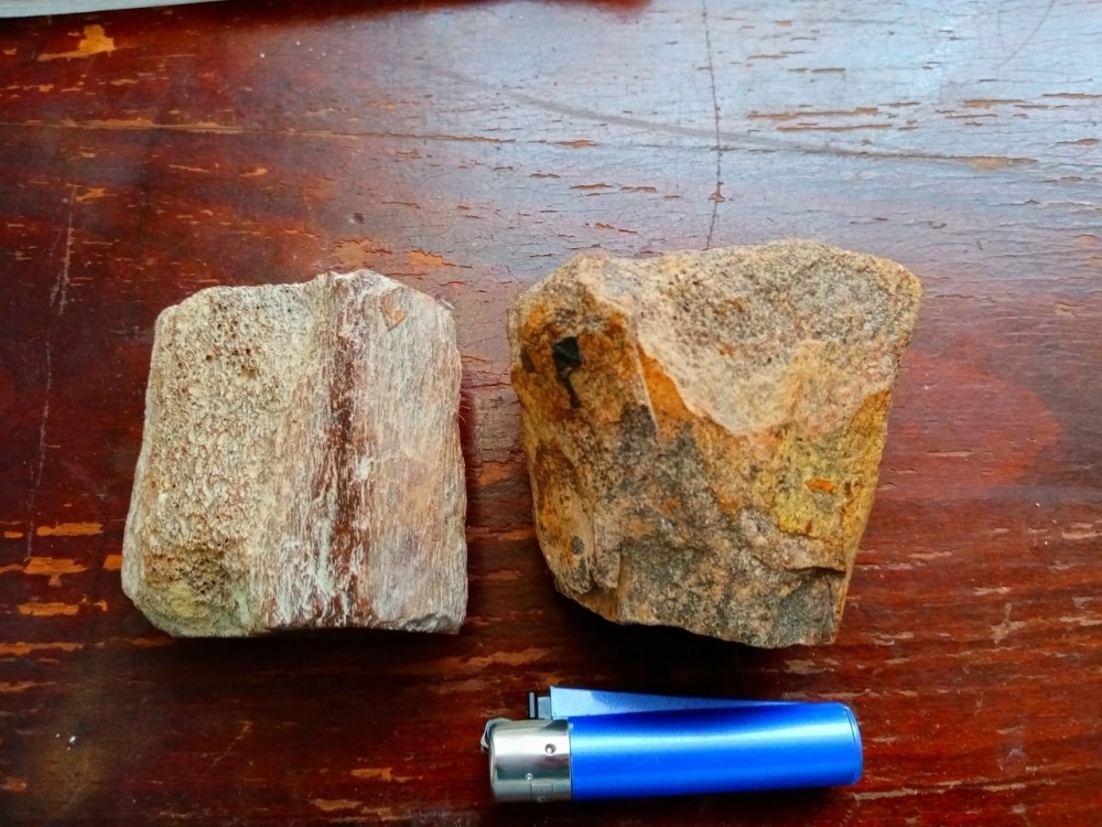 Кости сухопутных динозавров. Слева — фрагмент, найденный С. Колосюком, справа — часть сустава ящера, обнаруженная В. Родионовым.