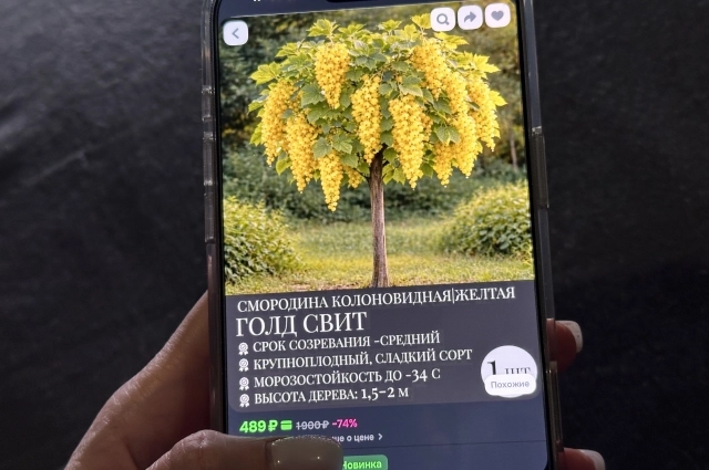 Ещё одно дерево - на этом растёт уже смородина.