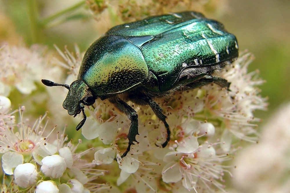 Бронзовки ( лат. Cetonia ) — род жуков из подсемейства Бронзовки семейства пластинчатоусых .