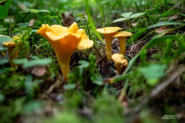 Лисички в лесу.