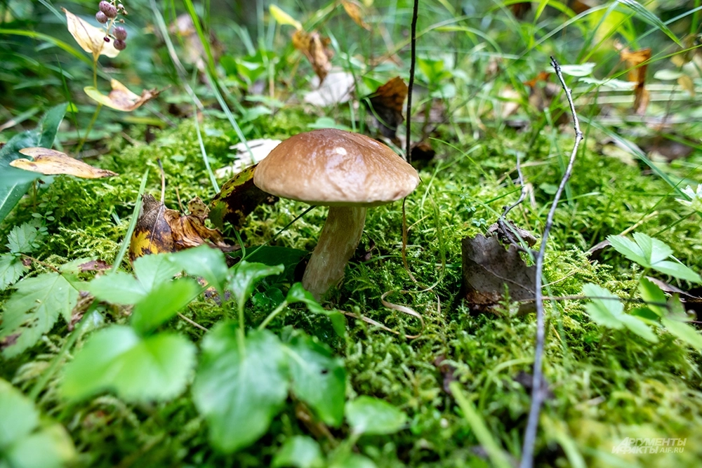 Лесные грибы. На фото: Белый гриб