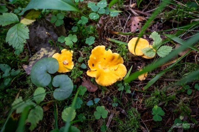 На фото: грибы лисички.