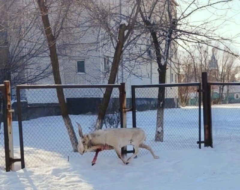 покусанный собаками сайгак