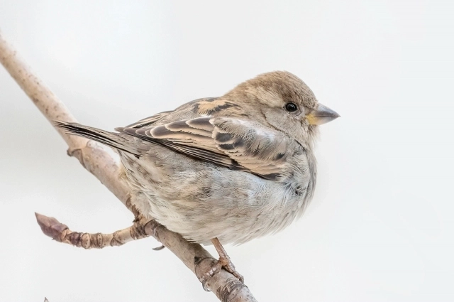 Особенно учёных волнует исчезновение одного вида