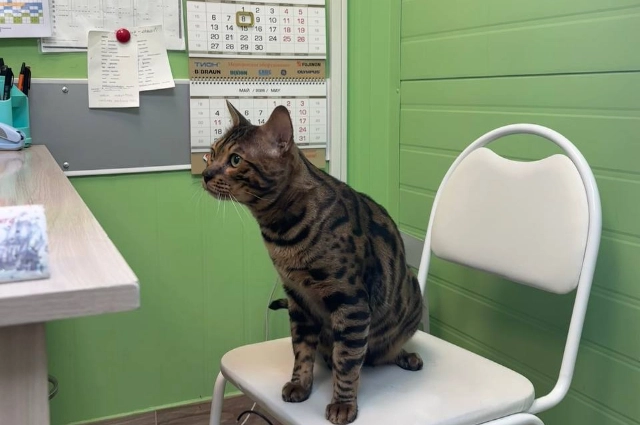 Пациенты Бонифация