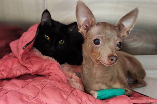 Пациенты Бонифация