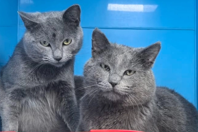 Пациенты Бонифация