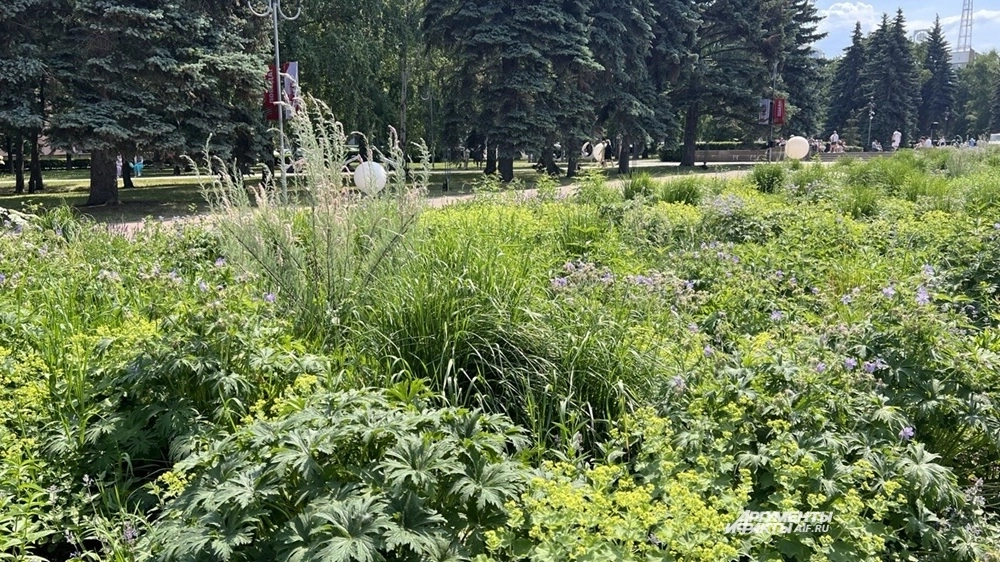 В задачи «Горзеленхоза» входит уход за подведомственными клумбами и скверами.