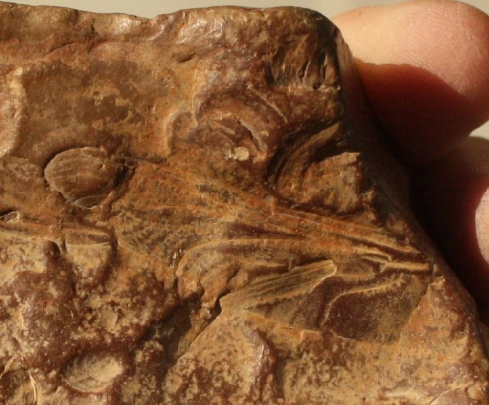 Крыло миоценовой стрекозы, найденное в отложениях верхнего сармата (около 8 млн лет) на Керченском полуострове.