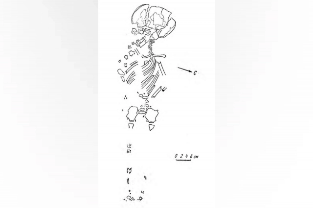 Рисунок скелета мальчика.