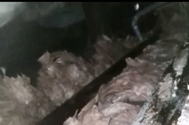 Плесень в перекрытиях дома 