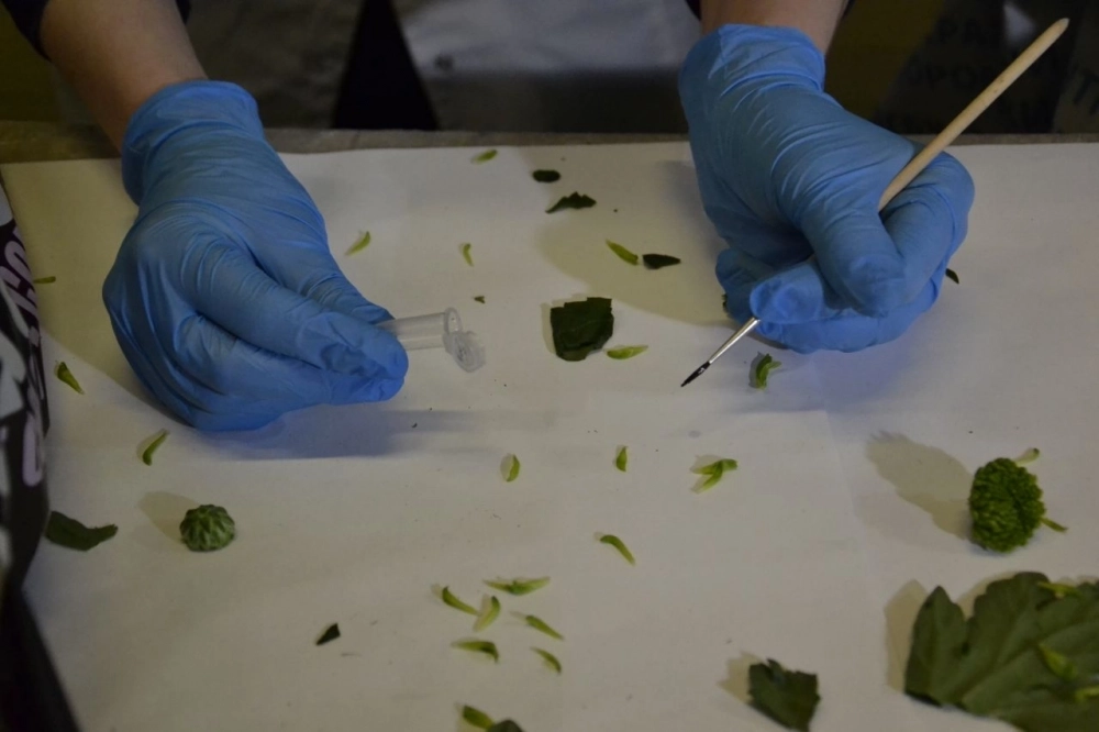 Подозрительное насекомое отправляют в специальный контейнер, а связку цветов — на экспертизу. 