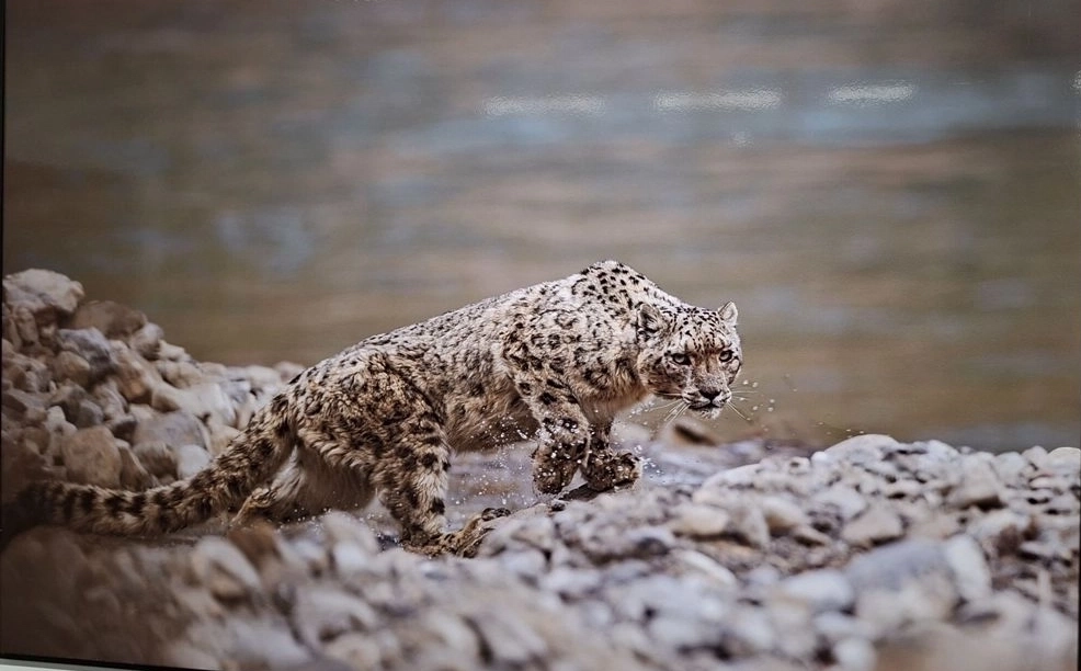 Снежный барс у реки Ланьцан. Жан Жунчи (Китай).